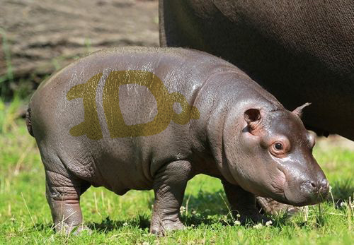 Baby-HippoXNORtamus