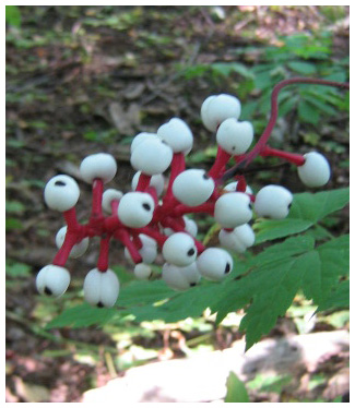 The Eye-Tree Berry Bush of Ontario